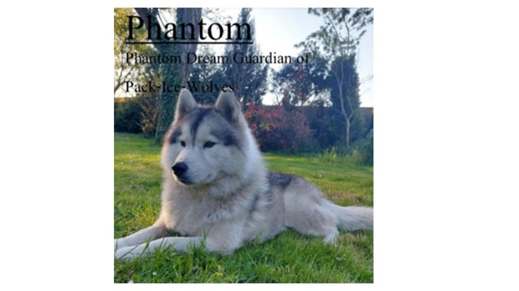 Phantom dream guardian Of pack-ice wolves